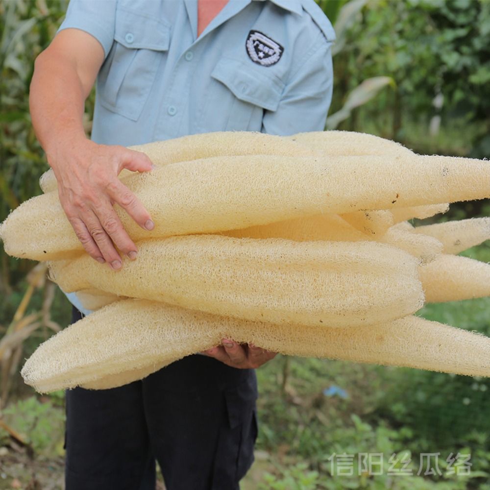 Body Loofah Natural - Luffa naturale Luffa spugna lunga piantagione